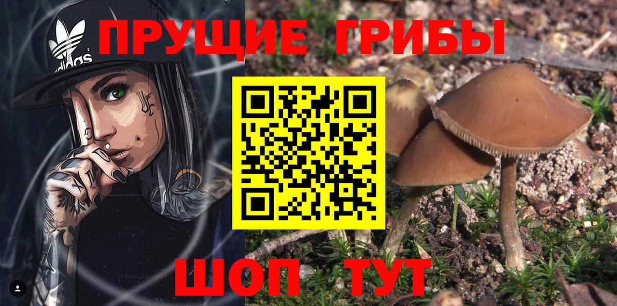 Дзержинск  Галлюциногенные грибы Cubensis  Вход с VPN 